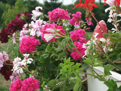 DSCF3676