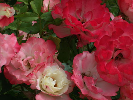 DSCF3679