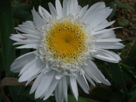 DSCF3683