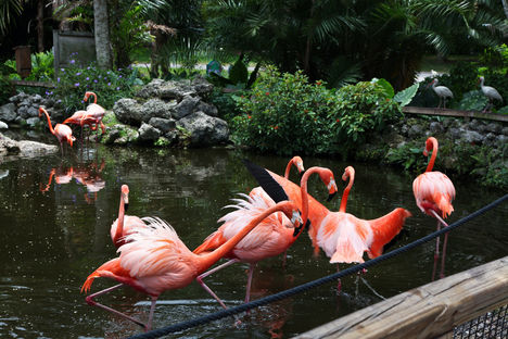 Flamingó-tangó