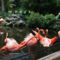 Flamingó-tangó