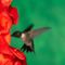 kolibri