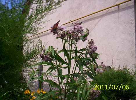 lepkéim 001