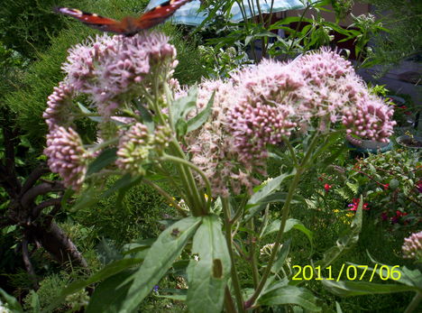 lepkéim 004