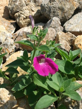 petunia