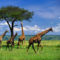 zsiráfok a legelőn