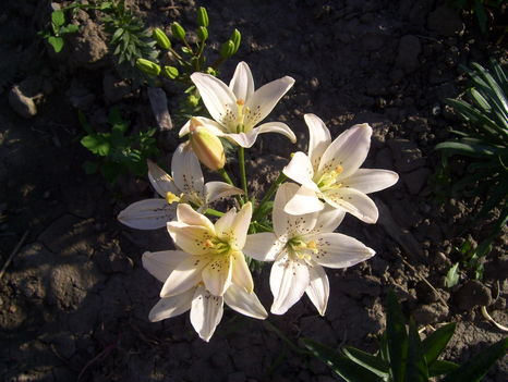 2011.06