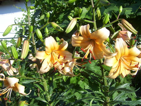 2011.06