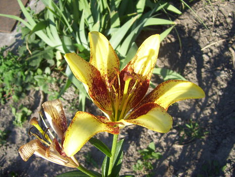 2011.06