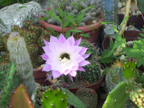 2011.06