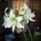 2011.06