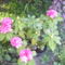 2011.06