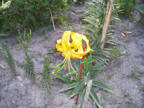 2011. 07
