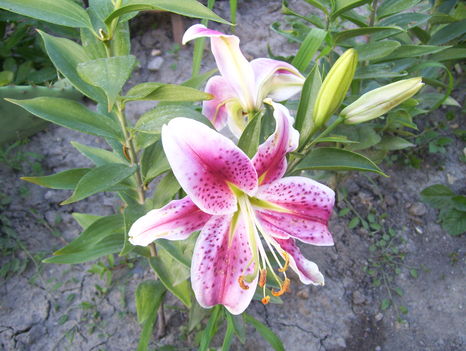 2011. 07