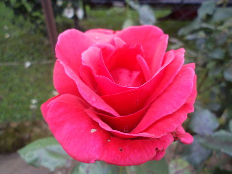 egy szál rózsa