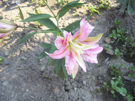 zsófi 002