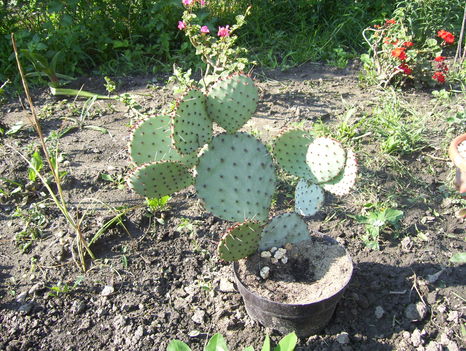 zsófi 016