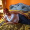 LPIC7440