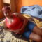 LPIC7984