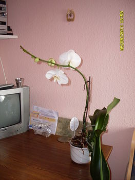 orhideám 