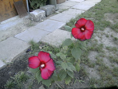 PICT5307
