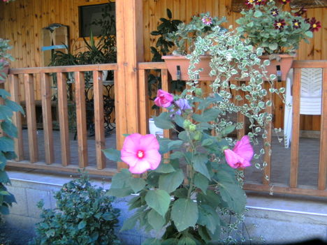 PICT5315