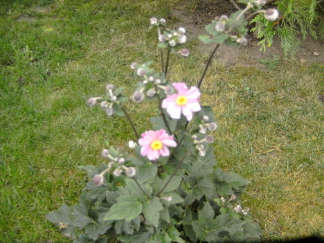 PICT5327