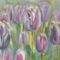 Tulipán