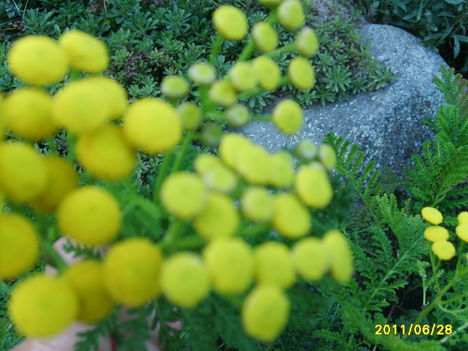 achílea