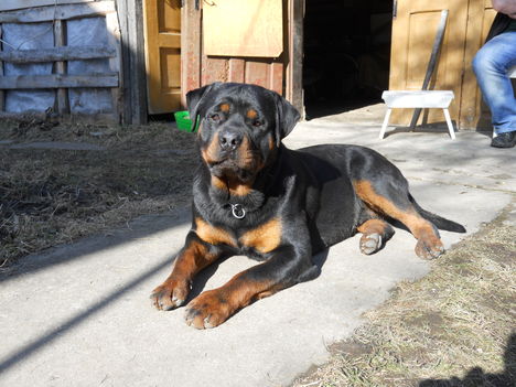 Balu