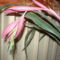 Billbergia