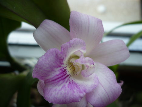 Cattleya orchidea