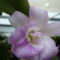 Cattleya orchidea