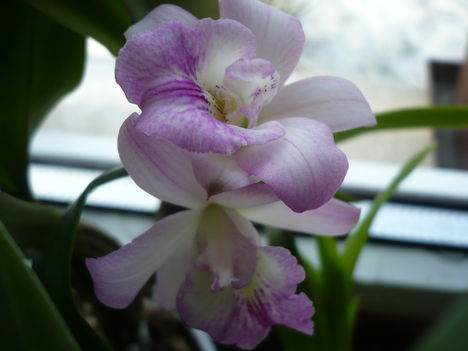 Cattleya orchidea