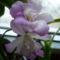 Cattleya orchidea