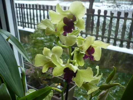 Dendrobium 'Anna Green'
