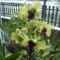 Dendrobium 'Anna Green'