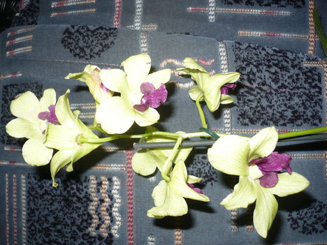 Dendrobium orchidea