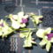 Dendrobium orchidea