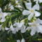fehér oleander