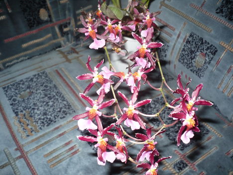 Oncidium orchidea
