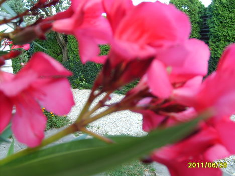 piros oleander