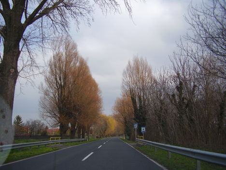 2009 március-fák az út szélén