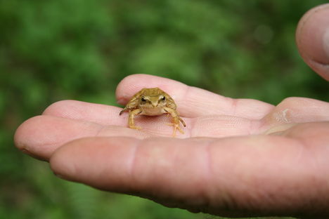 Aranyos kis béka