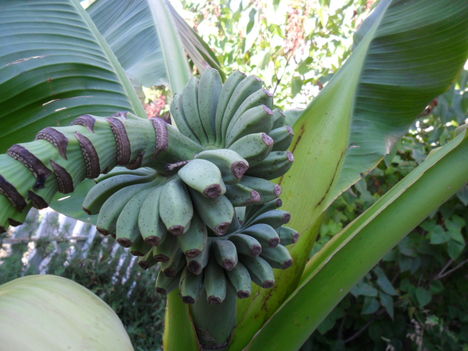 banán 2011 aug.19