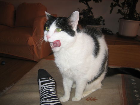 bogáncs 051
