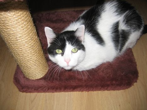 filemon
