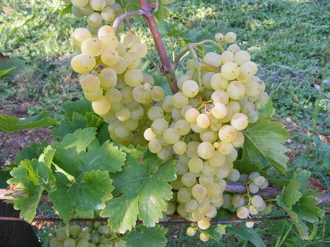 Csemege szőlő