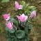legszebb kert mozgalom 2011 nyeremény virág