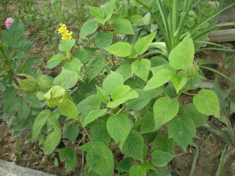 mocsári hibiszkusz